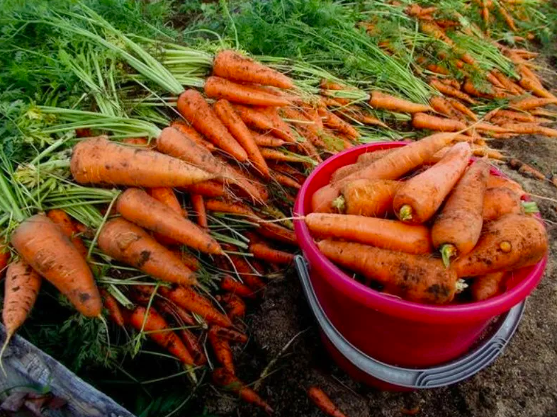 Чтобы морковь была крупная и сладкая, каждый год раскидываю на грядке такое удобрение