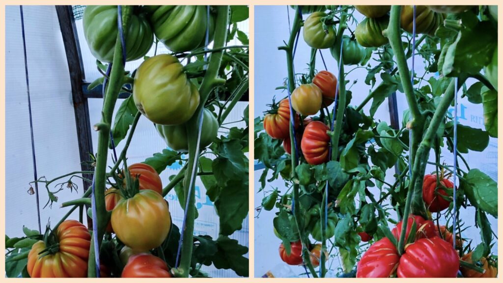 Как в Китае выращивают помидоры «для себя». Повторил их способ и теперь один вопрос: куда деть столько урожая