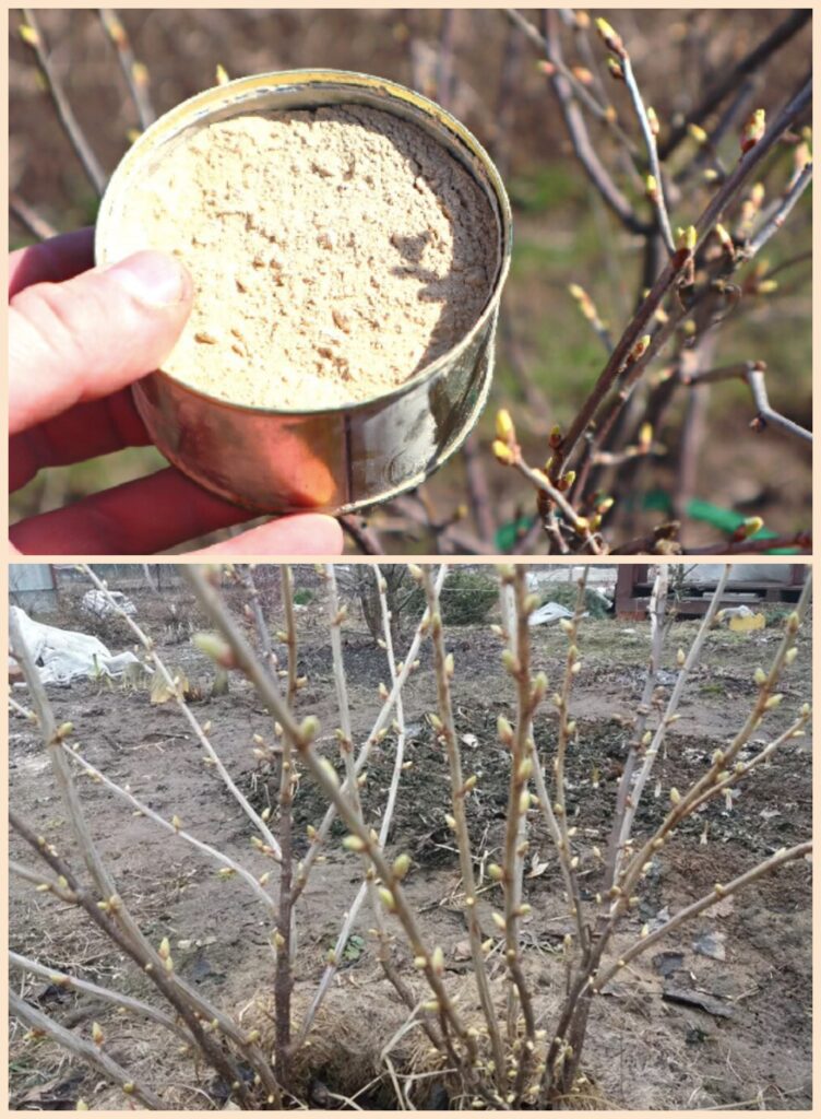 Весной в марте - апреле насыпаю такой порошок в корни кустов. Смородина плодоносит ягодой с большие монеты!