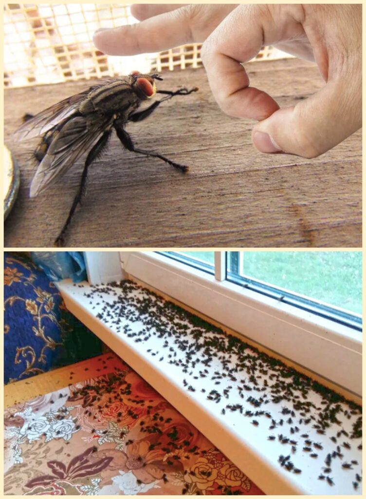 Несколько капель и ни одной мухи в доме нет: одолели до невозможности, после двух месяцев борьбы улетели за 1 (ОДНУ) минуту