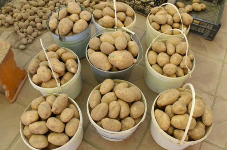 11,5 кг с куста – повышаю урожай картофеля без химии. Простая подкормка, которой мало кто пользуется (стоит копейки)