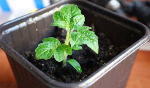 Посадите помидоры на рассаду этим способом в марте, рассада будет крепкой, приземистой, лист темный