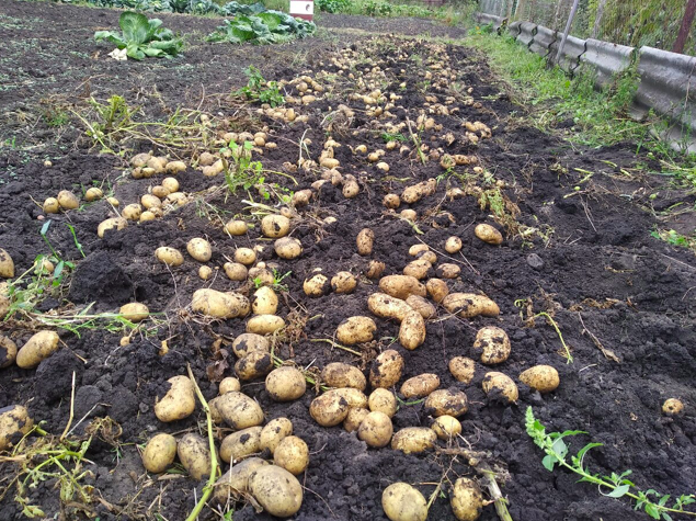 Почему у нас картофеля всегда много и картошка крупная: ленивый метод, никаких хитростей и подкормок "в лунку"