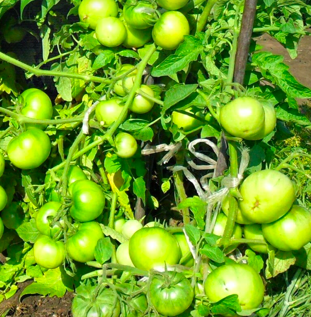 Выращивание помидоров по два корня в лунке - в этом сезоне буду выращивать только так!