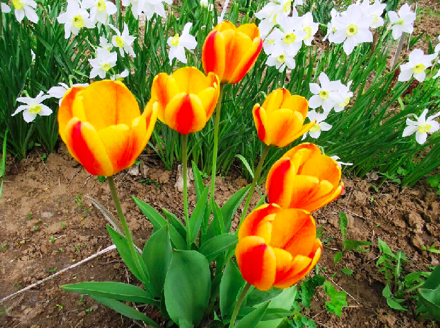Тюльпаны и нарциссы будут цвести долго, ярко и насыщенно, если правильно подкормить весной