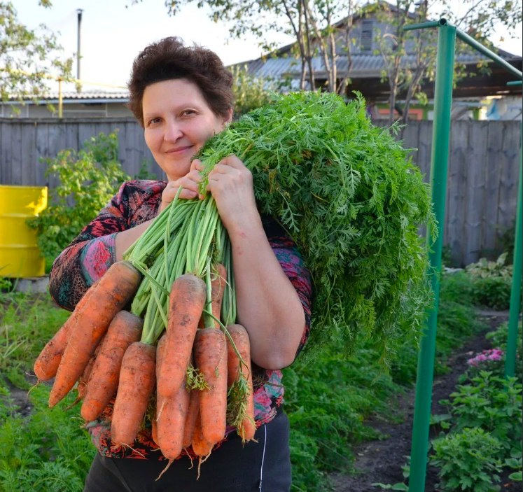 Научился сажать морковь правильно, и теперь всегда с большим урожаем вкусных и сочных плодов. Раскрываю секреты по пунктам