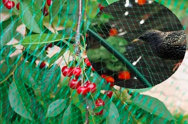 Без сетки. Как защитить ягоды от птиц на высоких ягодных деревьях (ирга, черешня, вишня)