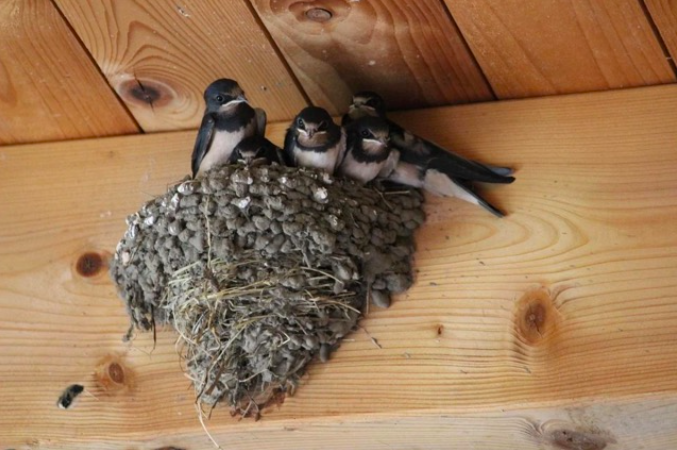 Почему ласточки строят гнезда на вашем доме: на эти причины хозяевам нужно обратить внимание